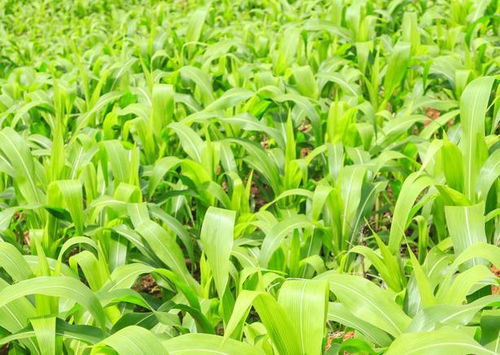 掌握機械粒收玉米夏播簡化種植技術，助推增收新高度