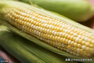 玉米種植中柳藍葉甲的防治策略