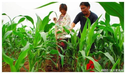 種植玉米追肥有妙招，增產百斤不是夢——玉米種植追肥技術全解析