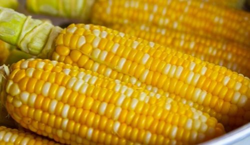 全面指南 玉米種植時間、補貼政策與高效技術解析（附土流網應用）